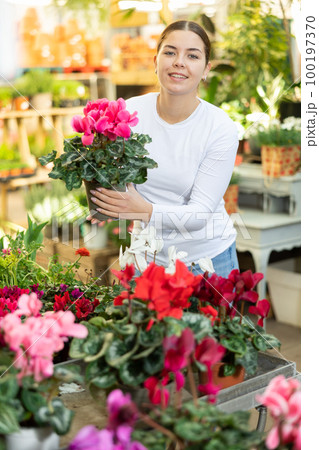 visitor to flower shop examines large flowers of cyclamen 100197370