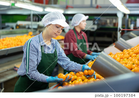 Two young women sorts tangerines on a conveyor line. Fruit quality check. 100197384