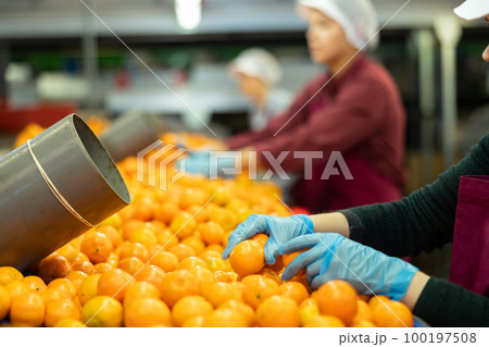 Hands of fruit factory worker sorting tangerines on conveyor belt Hands of fruit factory worker sorting tangerines on conveyor belt 100197508
