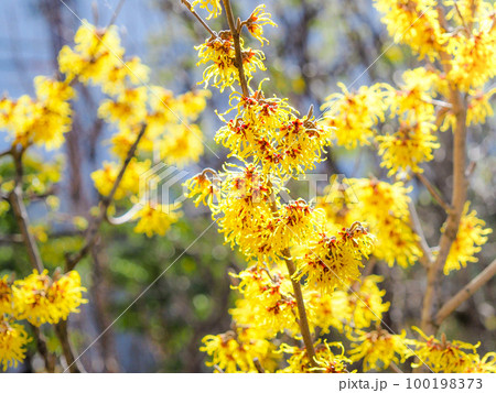 マンサクの花 100198373