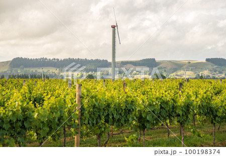 The scenery view of grapes vineyards in Hawke's Bay region of New Zealand. 100198374