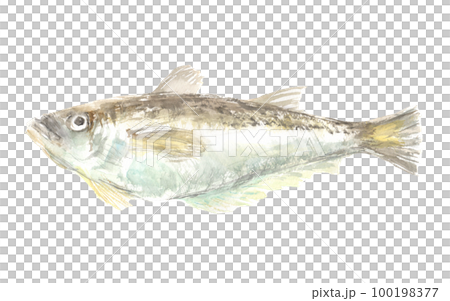 Illustration of sandfish painted by watercolor 100198377