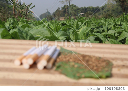 raw tobacco leaf with cigarette on farm raw tobacco leaf with cigarette on farm 100198808