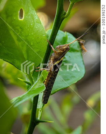 Brown grasshopper on a green leaf with blur background. 100199252