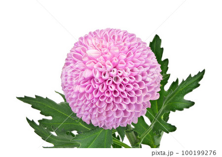 【ピンポンマム (菊)】 (深度合成) 【ピンポンマム (菊)】 (深度合成) 100199276