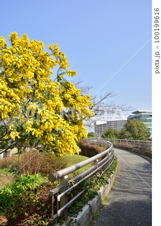 ギンヨウアカシアの花　福岡アイランドシティ春風景　アイランドシティ中央公園 100199616