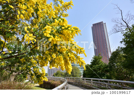 ギンヨウアカシアの花 福岡アイランドシティ春風景 アイランドシティ中央公園 ギンヨウアカシアの花 福岡アイランドシティ春風景 アイランドシティ中央公園 100199617