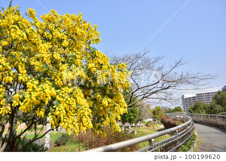 ギンヨウアカシアの花　福岡アイランドシティ春風景　アイランドシティ中央公園 100199620