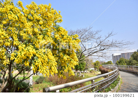 ギンヨウアカシアの花　福岡アイランドシティ春風景　アイランドシティ中央公園 100199621