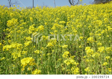 一面の菜の花 一面の菜の花 100199714