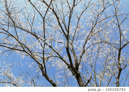 薄墨桜 薄墨桜 100200783