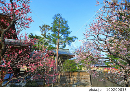 【京都府】満開の北野天満宮の梅苑と楼門 100200853