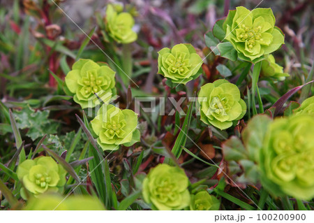Wild flower plant Euphorbia helioscopia 100200900
