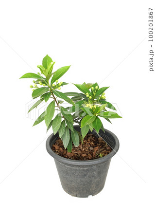 Xanthostemon Chrysanthus isolated on white background 100201867