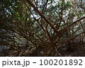 工石山の木々 100201892
