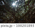 幻想的な木々 100201893