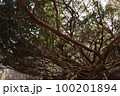 木々の幻想 100201894