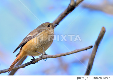 Daurian Redstart/ジョウビタキ雌 Daurian Redstart/ジョウビタキ雌 100201897