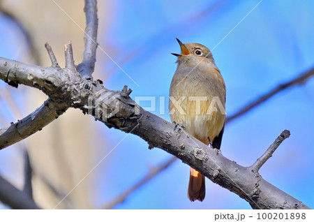 Daurian Redstart/ジョウビタキ雌 Daurian Redstart/ジョウビタキ雌 100201898