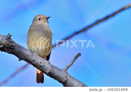 Daurian Redstart/ジョウビタキ雌 100201899
