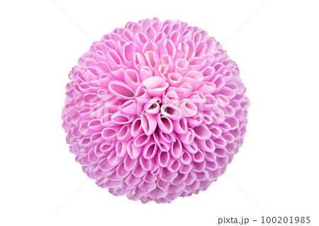 【ピンポンマム (菊)】 (深度合成) 【ピンポンマム (菊)】 (深度合成) 100201985