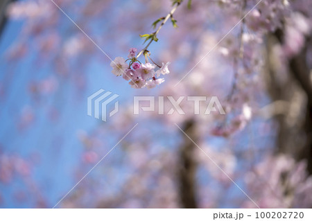 丹波　黒井川の桜　アップ 100202720