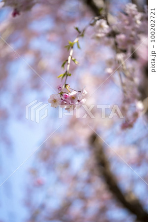 丹波　黒井川の桜 100202721