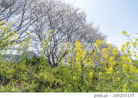 丹波加古川堤の菜の花 100203135