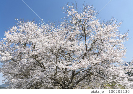 丹波加古川堤の桜 100203136