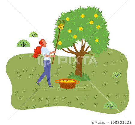 Girl gathering fresh yellow apples from branches using fruit collector in garden from apple tree 100203223