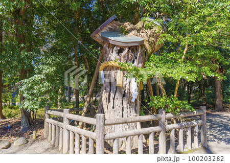 下鴨神社の楼門に続く表参道にある朽ちた御神木 100203282