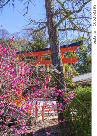 京都 下鴨神社 光琳の梅と輪橋 京都 下鴨神社 光琳の梅と輪橋 100203295
