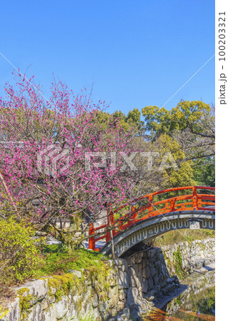京都 下鴨神社 光琳の梅と輪橋 京都 下鴨神社 光琳の梅と輪橋 100203321