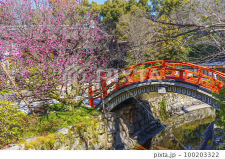 京都　下鴨神社　光琳の梅と輪橋 100203322