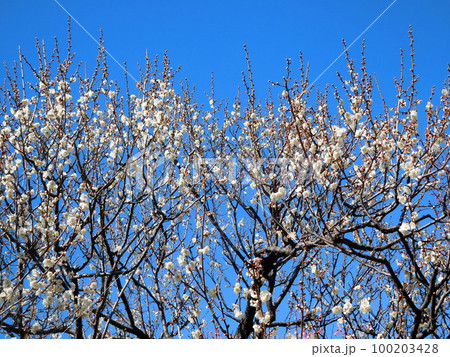 梅の花 白加賀 一重咲きの白い花 梅の花 白加賀 一重咲きの白い花 100203428