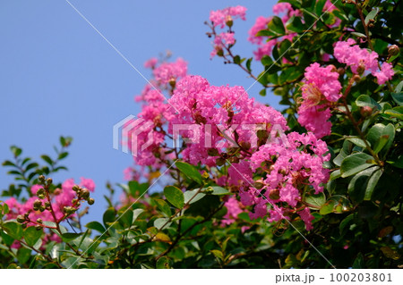 サルスベリの花 100203801