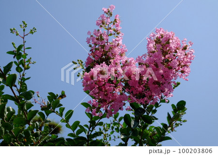 サルスベリの花 100203806