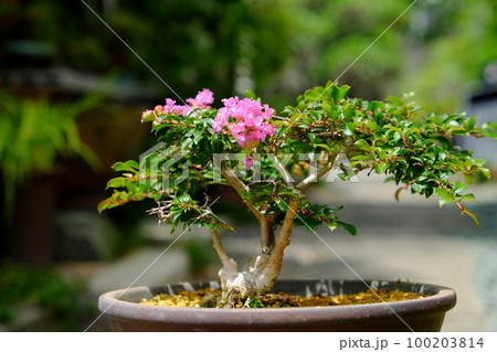 サルスベリの盆栽の写真素材 [100203814] - PIXTA
