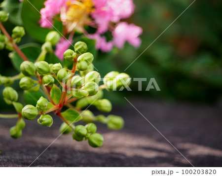 サルスベリの蕾 100203820