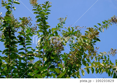 サルスベリの実 100203829