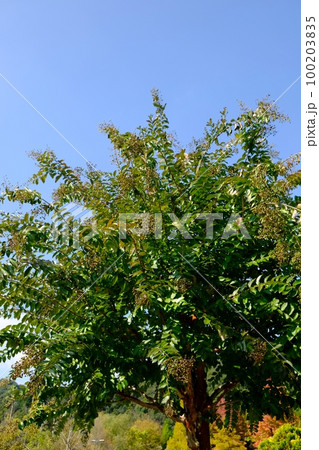 秋のサルスベリの木 100203835