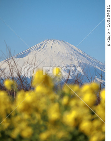 吾妻山公園から望む富士山と菜の花 吾妻山公園から望む富士山と菜の花 100204011
