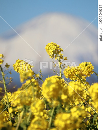 吾妻山公園から望む富士山と菜の花 100204012