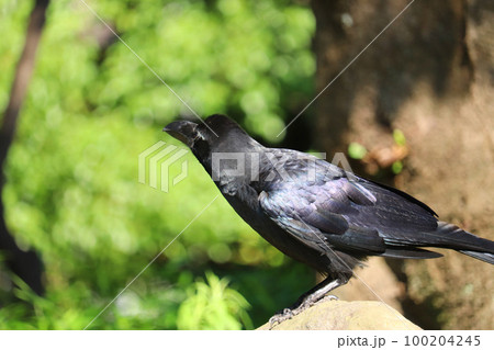 横向きのハシブトガラス【全身】 100204245