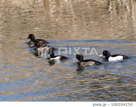 川で泳ぐキンクロハジロ 川で泳ぐキンクロハジロ 100204250