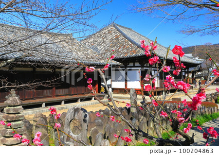 【奈良県】梅が咲く元興寺の極楽坊本堂と禅室 100204863