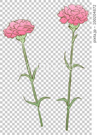 Illustration of two carnations pink Illustration of two carnations pink 100204872