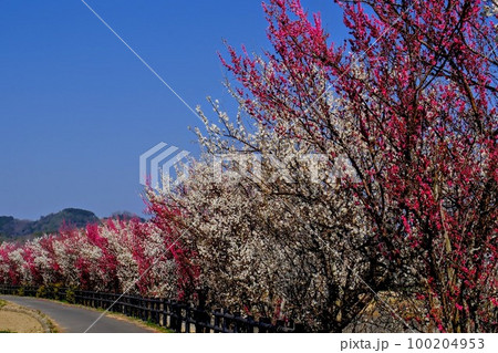 恒屋川梅並木 100204953