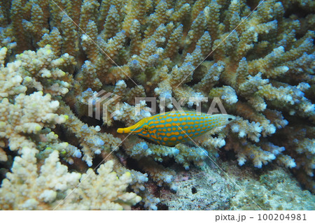 テングカワハギ　沖縄の海　水中写真 100204981