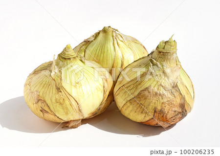 新たまねぎ 100206235